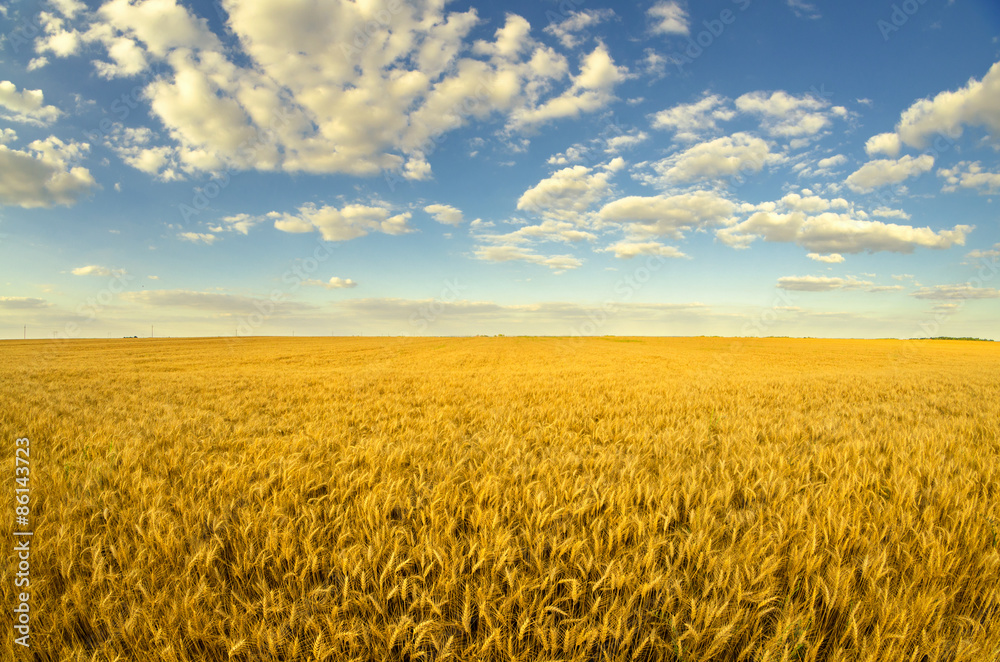 Naklejka premium Beautiful agricultural landscape showing ripe wheat