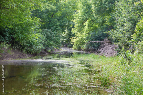 Alluvial forest on the waterfront of Danube in Austria.