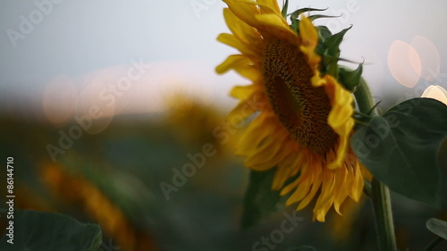 sunflowers swaying in the wind