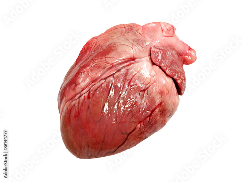Pig heart isolated on white background.