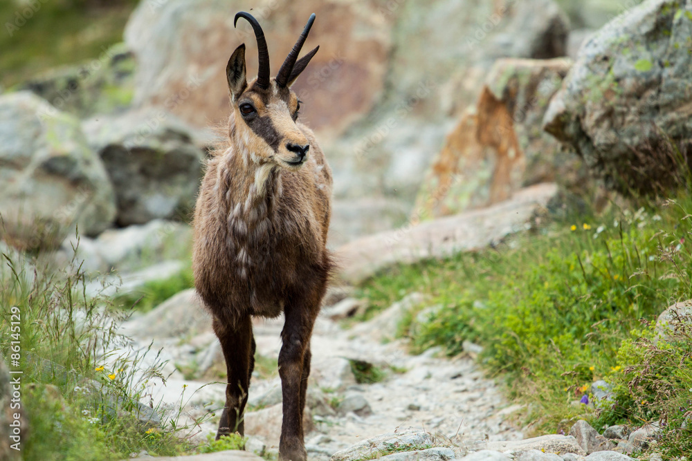 Obraz premium Un sympathique Chamois rencontré sur un sentier de randonnée