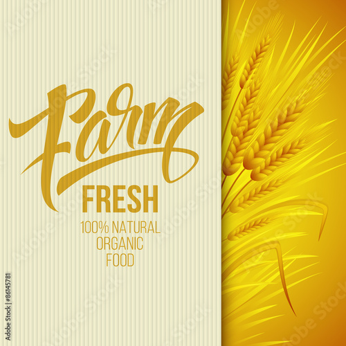 Wheat ears icon. Ears of Wheat. . Vector illustration