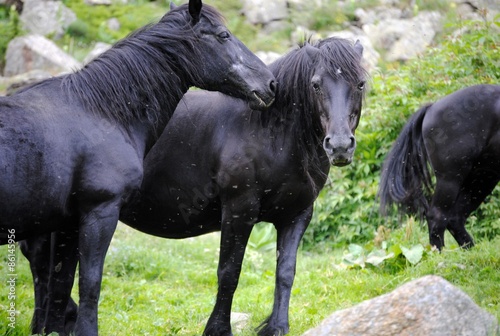 chevaux
