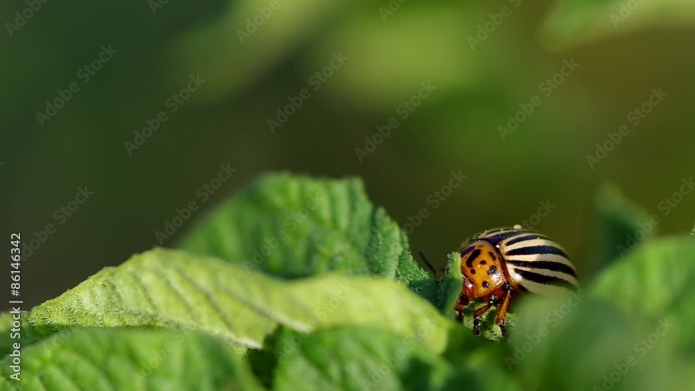 Colorado beetle - Leptinotarsa decemlineata on potato leaf
Colorado beetle - Leptinotarsa decemlineata on potato leaf