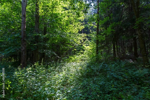 Green summer european forest