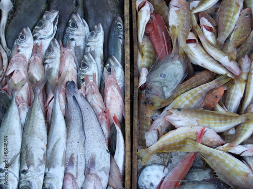 Fényképezés Maroc, Essaouira,poissons étalages