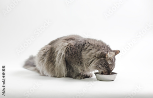 Chewie the cat eating his dinner photo