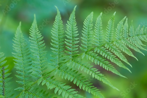 Wild fern growing in forest