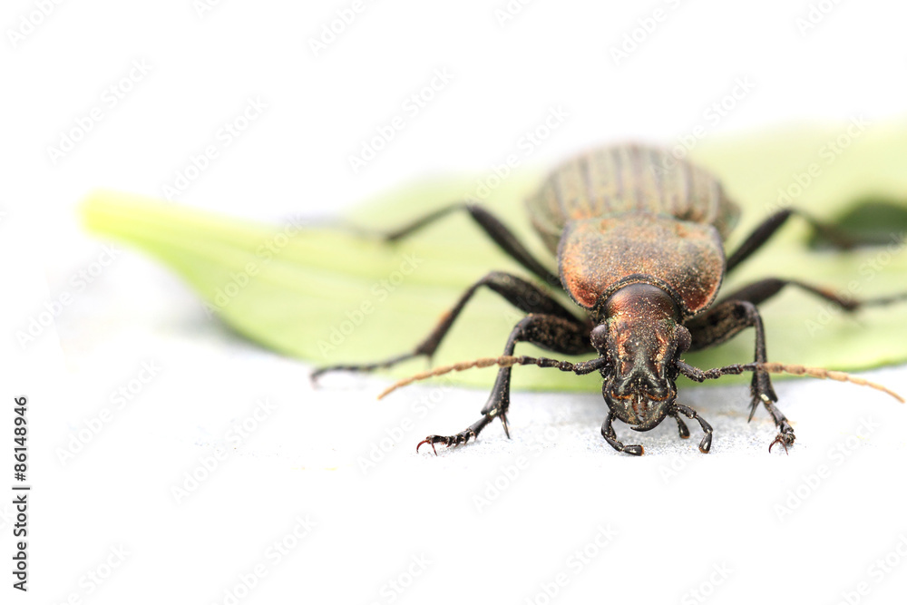 Carabus cancellatus (copper color bug) Carabus cancellatus (copper color bug)