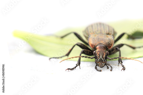 Carabus cancellatus (copper color bug) photo