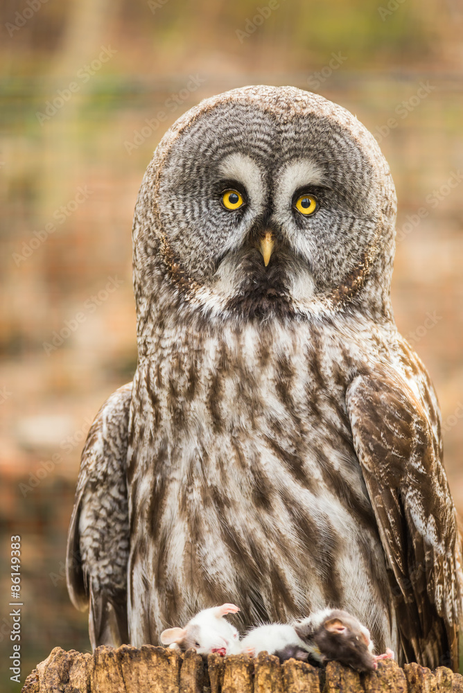 Great Grey Owl with dead mice Great Grey Owl with dead mice