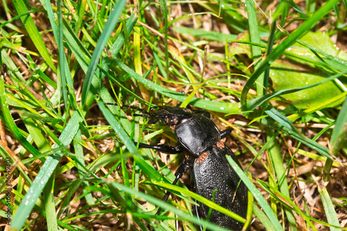 Macro beetle bug on grass in the garden