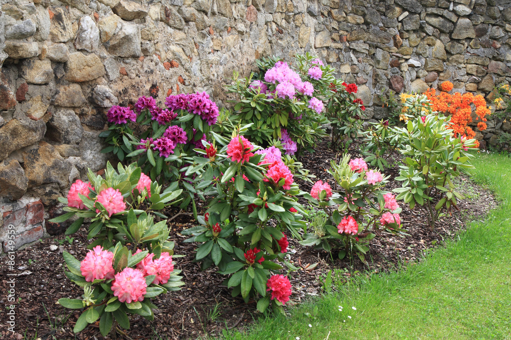 rhododendron as very nice flower background