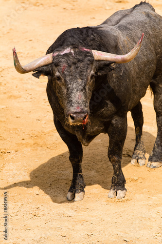 Toro bravo español en la arena