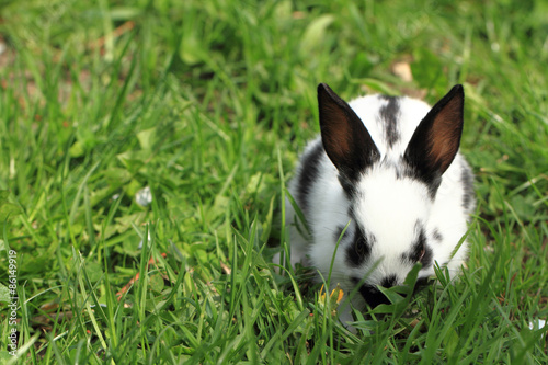 black and white rabbit in the grass