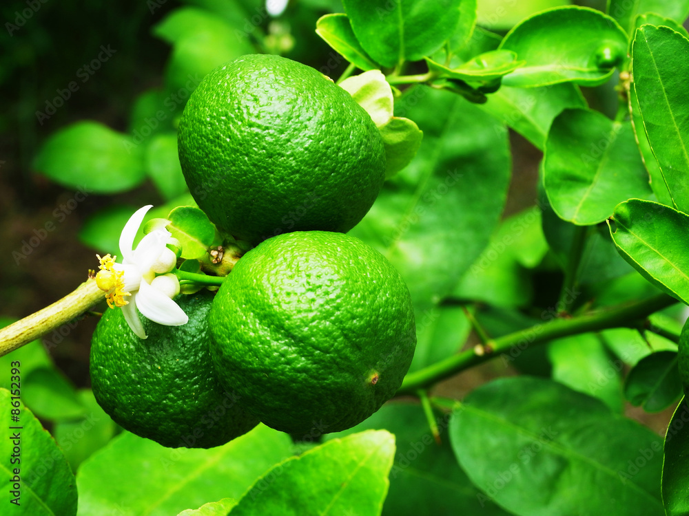 Lemons