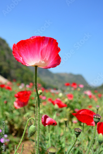 Red poppy flower on blue sky.