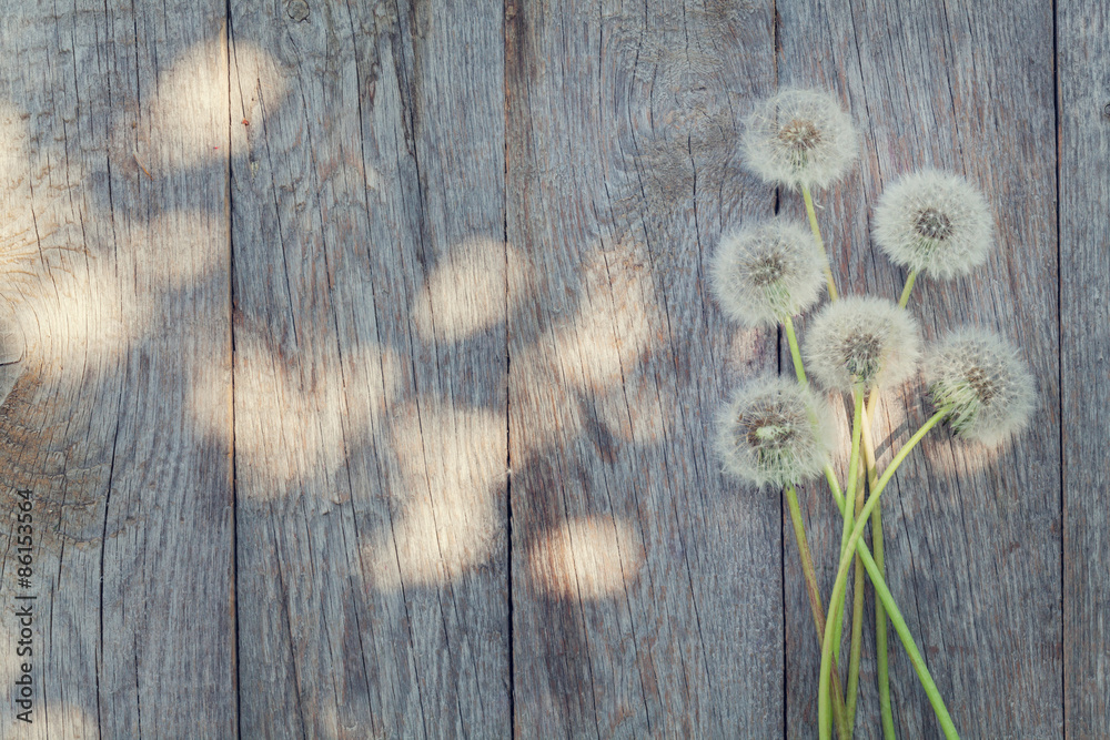 Obraz premium Dandelion flowers on wooden background