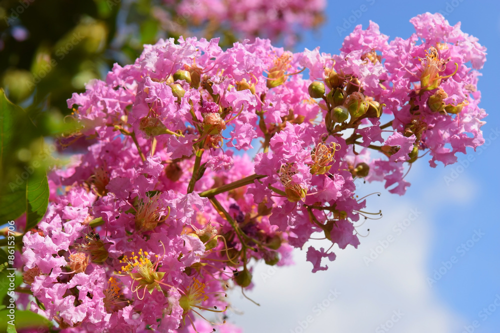 Lagerstroemia indica (crape myrtle, crepe myrtle) Lagerstroemia indica (crape myrtle, crepe myrtle)