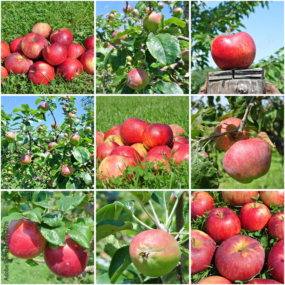 Nine Apples Nine Apples