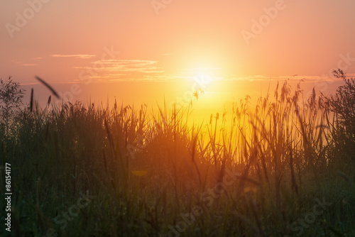 Grass in summer time against sunrise