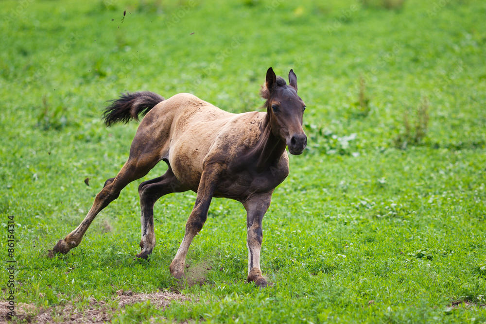 Running young foal Running young foal