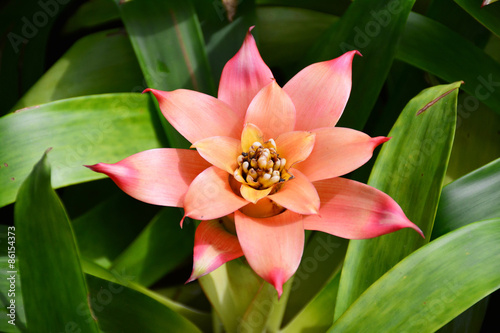 Red bromeliad in the garden.