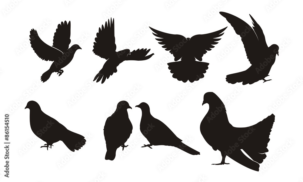 Obraz premium Dove Silhouette. set of isolated pigeon silhouettes. vector set of silhouette birds, pigeons, fly