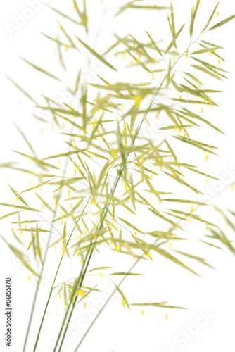Fototapeta Naklejka Na Ścianę i Meble -  Grass seed stalks