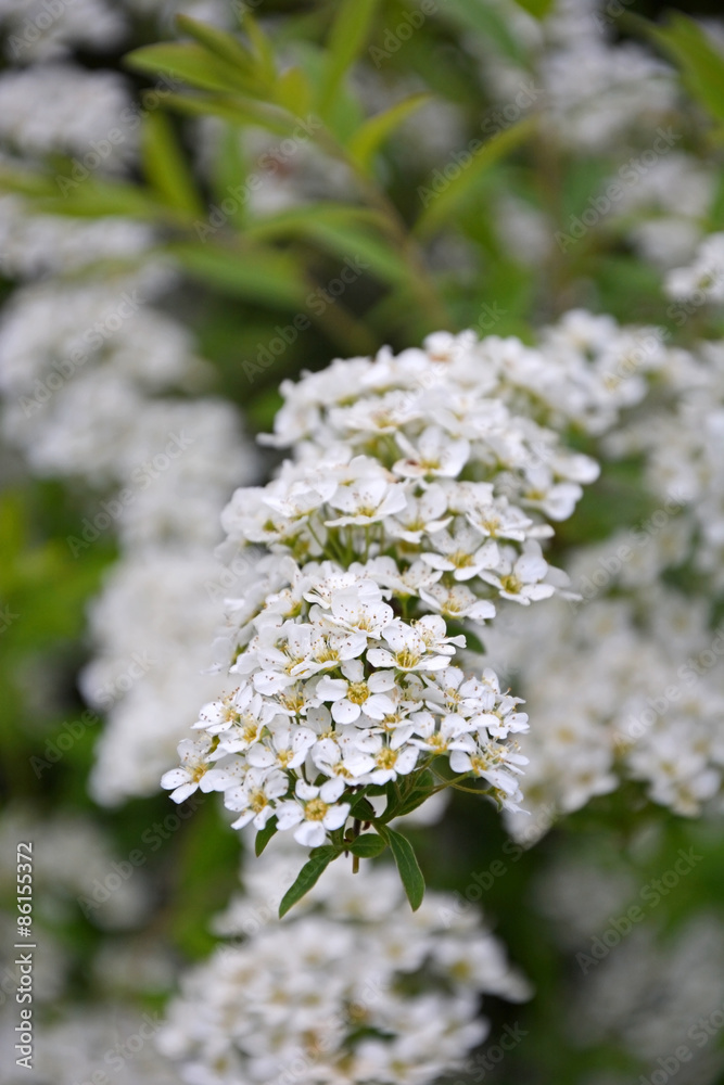 White spirea at the sunny day. Spring season White spirea at the sunny day. Spring season