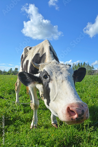Funny cow on the meadow at sunny day © kalichka