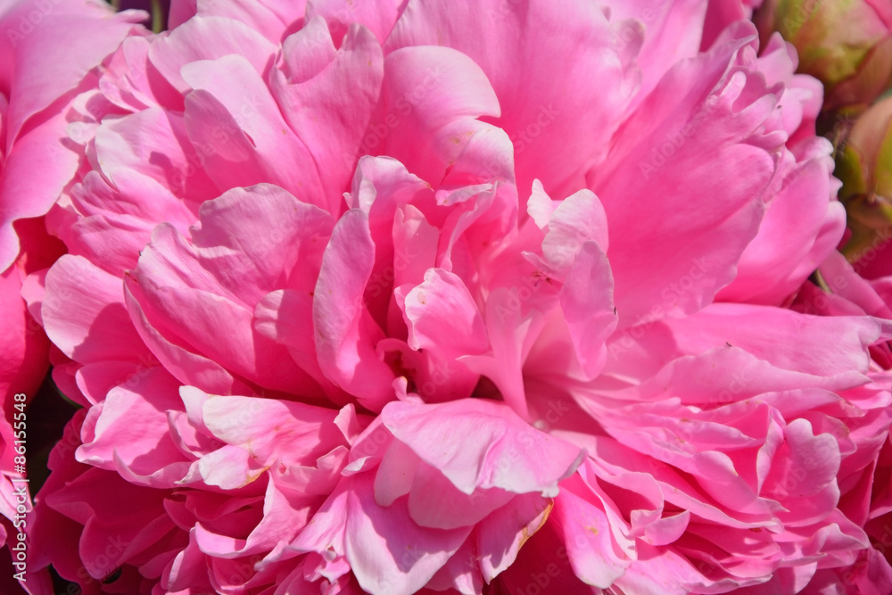 Pink Peony flower macro at the sunny day