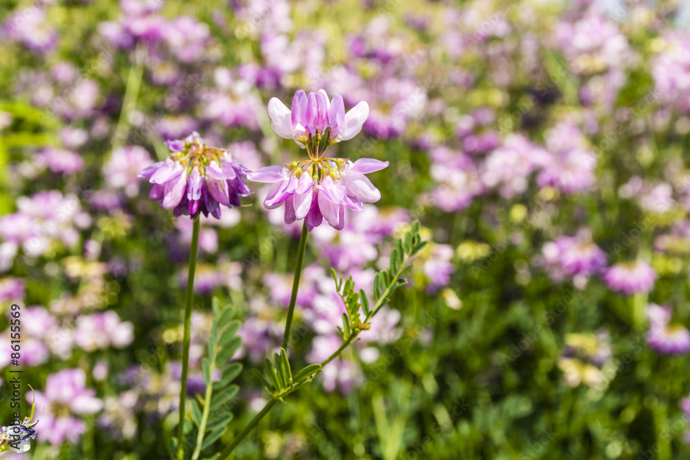 Securigera varia (Coronilla varia, crown vetch, purple crown vetch) Securigera varia (Coronilla varia, crown vetch, purple crown vetch)