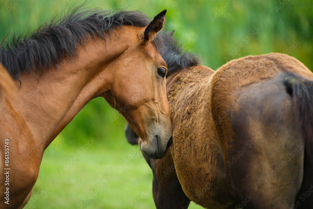Naklejka premium Foal horse with her mother