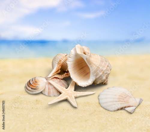 Shell, Starfish, Isolated. © BillionPhotos.com