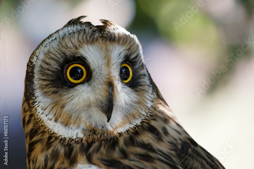 Owl against a blurred background