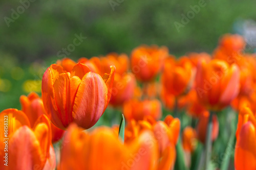 orange tulips