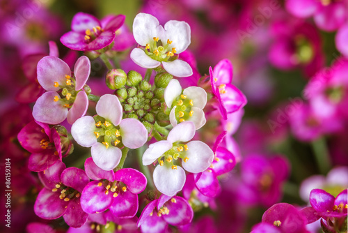 Purple flower macro