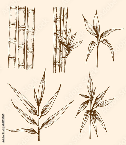 Fototapeta Naklejka Na Ścianę i Meble -  Vintage bamboo branch