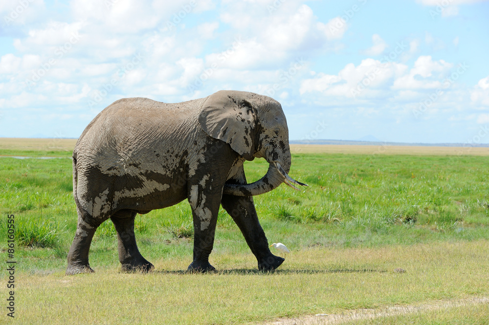 Fototapeta premium Elephant