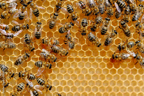 Bees on honey cells © byrdyak