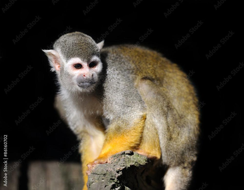 Monkey Monkey