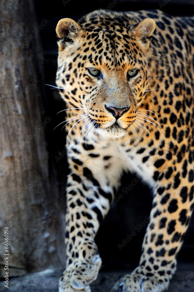 Leopard Leopard