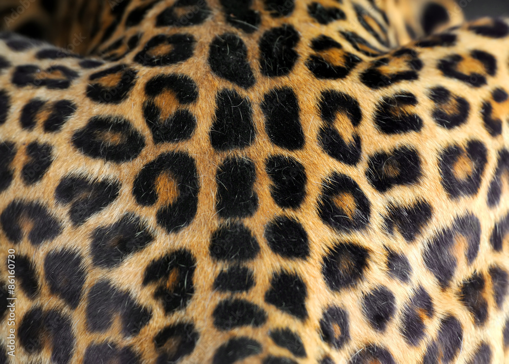 Obraz premium Leopard skin texture