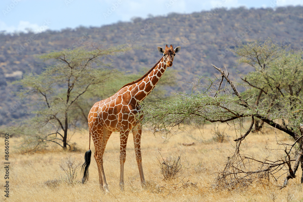 Obraz premium Giraffe