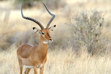 Keuken achterwand Beige Impala antilope in Afrikaanse savanne  © byrdyak