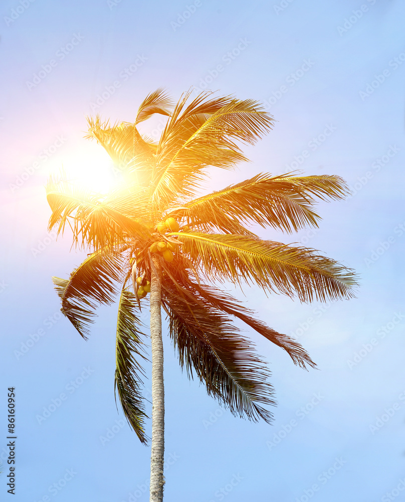 Palm tree