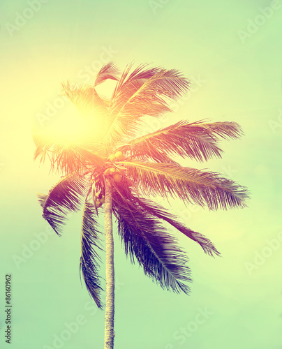 Palm tree