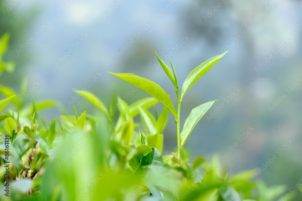 Tea leaves Tea leaves