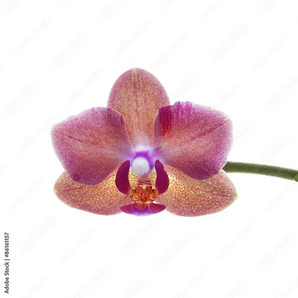 red orchid flower isolated on white red orchid flower isolated on white
